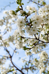 Spring bloom white flowers. Cherry blossom twigs