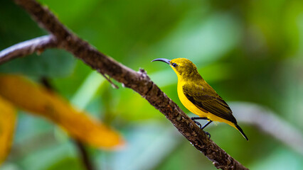 Beautiful shiny and colorful bird, female olive-backed sunbird, spotted in Mission Beach in Queensland, Australia. Birds of Australia, widlife of Mission Beach.
