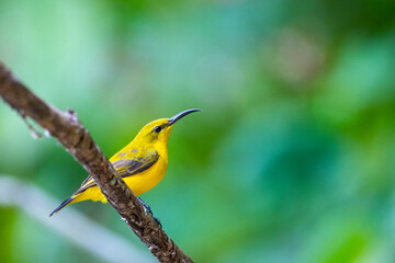 Beautiful shiny and colorful bird, female olive-backed sunbird, spotted in Mission Beach in Queensland, Australia. Birds of Australia, widlife of Mission Beach.