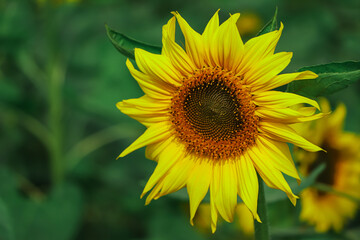 Obraz premium sunflowers in the garden, flowers image