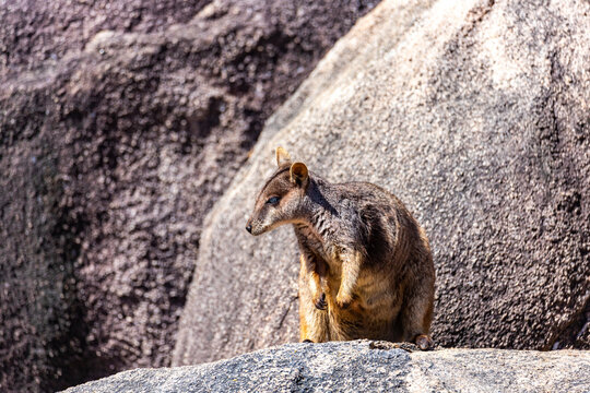 rock wallabie with joey in a pouch on the rocks on magnetic island in queensland, portrait of cute little kangaroo living on the rocks