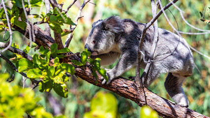 Fototapeta premium cute wild koala actively walking on eucalyptus branches on magnetic island in queensland, famous island full of koalas on forts walk trail