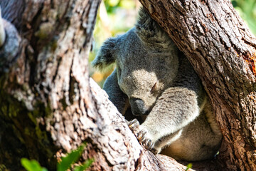 sweet wild koala sleeping on eucalyptus on magnetic island in queensland, famous island full of...