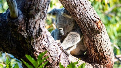 sweet wild koala sleeping on eucalyptus on magnetic island in queensland, famous island full of koalas on forts walk trail