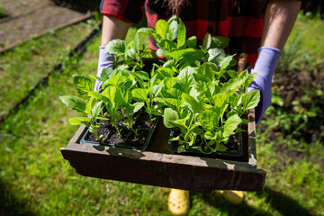Fototapeta premium Hands holding box with seedling in pots. Planting aster flower sprouts in open ground. Spring work in garden. Gardening concept, springtime.