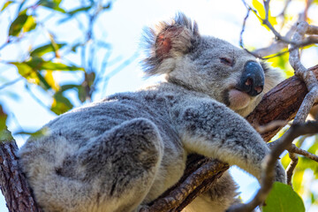 sweet wild koala resting on eucalyptus branches on magnetic island in queensland, a famous island full of koalas on the forts walk trail