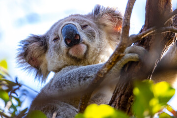 sweet wild koala resting on eucalyptus branches on magnetic island in queensland, a famous island full of koalas on the forts walk trail