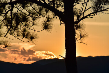 Photograph of the silhouette of the pine tree at sunset