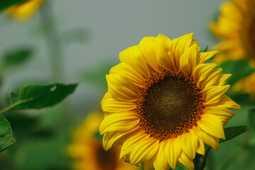 Obraz premium Close-Up Of Yellow Sunflower Field of sunflowers in Bangladesh