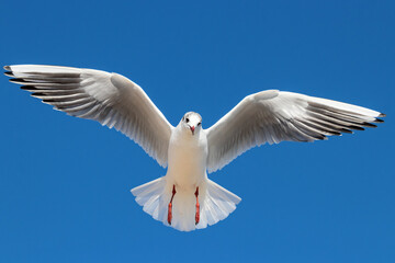 young black-headed gull in flight in winter