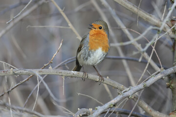A male robin ( Erithacus rubecula) in winter plumage is photographed on the branches of a tree in...