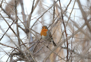 A male robin ( Erithacus rubecula) in winter plumage is photographed on the branches of a tree in...