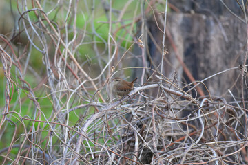 Eurasian wren (Troglodytes troglodytes) in winter plumage shot among the crooked branches of a bush...