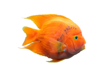 Aquarium fish Red  Parrot fish isolated on transparent background, Colorful freshwater fish, popular in the house as a hobby. PNG file