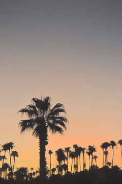Palm trees, evening, warm background vector