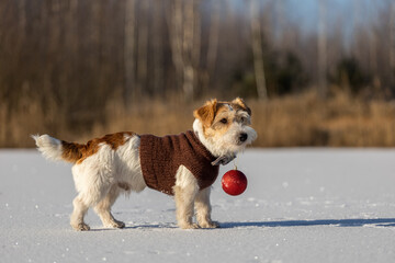 Jack Russell Terrier in a brown knitted sweater is holding a toy red ball in its mouth. Dog in the snow against the backdrop of the forest