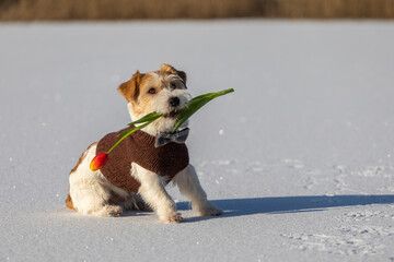 Jack Russell Terrier in a brown knitted sweater is dredging in the mouth of a spring flower. Dog on ice with a tulip in the background of the forest