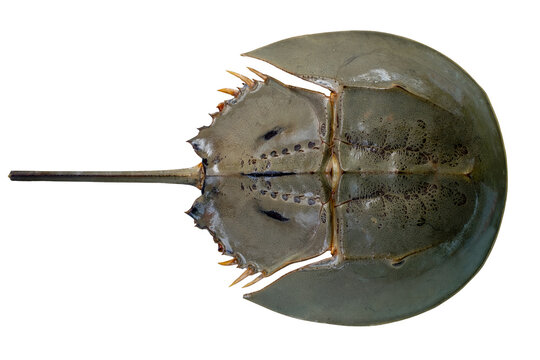 Horseshoe crab or Limulus polyphemus in the upper surface shot from top view isolated on white transparent background. Seafood, PNG file