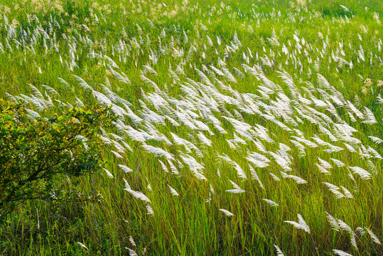 White reed blooming in the green field in the countryside, beautiful plant in nature, green environment