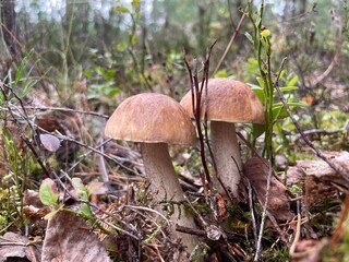 mushroom in the forest