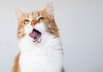 Cute house red cat posing on light background at home, national cats day, domestic pet