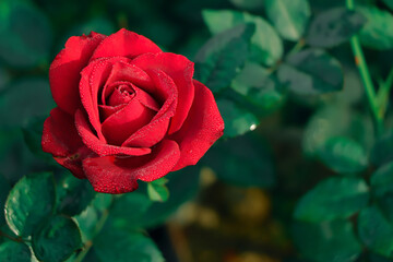 Selective focus on red rose with copy space for text, red rose as a background