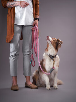 Australian Shepherd Dog With Leash Advertising Photo. Pet Portrait In Studio With The Person