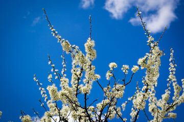 Blooming plum trees in spring. White flowers. Honey plant.