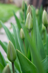 A row of green, unopened buds of spring tulips, along a blurry visible garden path. Selective focus. Spring garden, first flowers