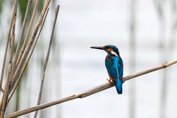 common kingfisher Alcedo atthis sitting on reed