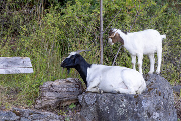 Goats at the beach of Lago General Carrera in Puerto Rio Tranquilo, Chile
