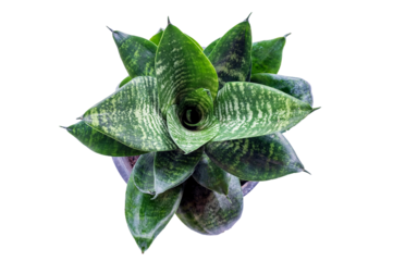 Dracaena trifasciata is a species of flowering plant in the family Asparagaceae, isolate on transparent background ,dragon tongue,ascendant tree,air purifying tree, PNG file