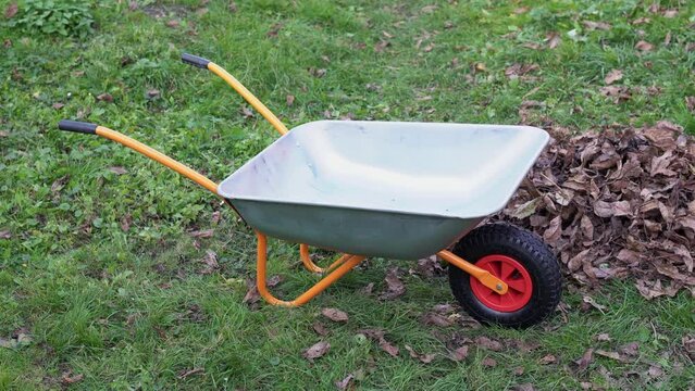 Orange garden wheelbarrow near a pile of dry fallen leaves. Final work of autumn - clean dried foliage in the garden. Empty steel barrow for is filled with branches and leafs during seasonal cleaning