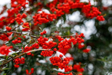 Red rowan berry covered by snow.