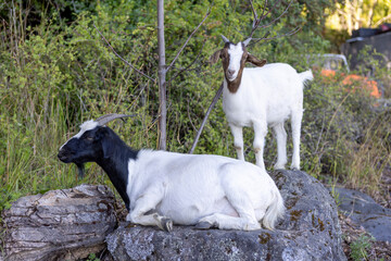 Goats at the beach of Lago General Carrera in Puerto Rio Tranquilo, Chile