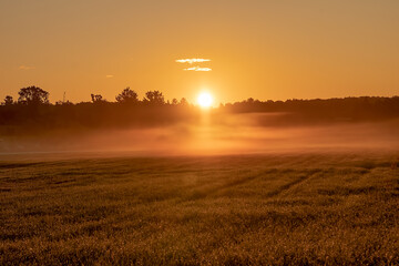 sunrise over the field