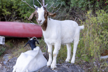 Goats at the beach of Lago General Carrera in Puerto Rio Tranquilo, Chile