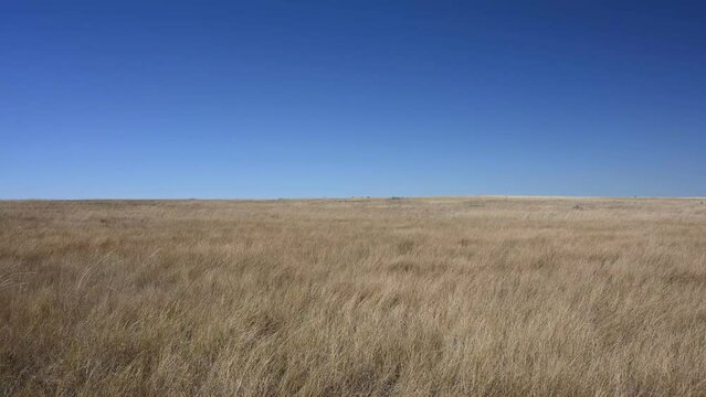 Dry prairie grass is blowing in waves under a clear blue sky. A minimal format with contrasting colors.
