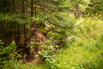 Obraz premium forest entry in summer