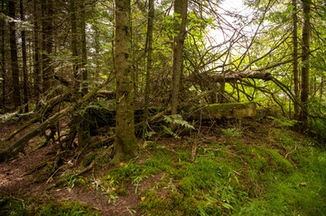 Fototapeta premium trees in the forest