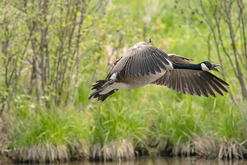 Fototapeta premium Canada goose landing on pond