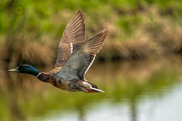 duck in flight