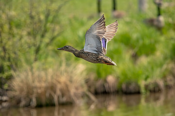 mallard flying upward