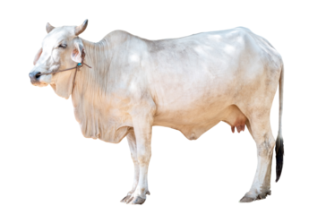 Full Body of White female cow standing isolated on transparent background , Thai cow, asian cow, side view, PNG file
