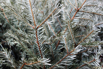 blue spruce branches close up, christmas background