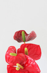 Anthurium crystallinum, vertical row of red anthurium flowers on a light background, space for text