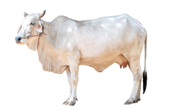 Full Body of White female cow standing isolated on transparent background , Thai cow, asian cow, side view, PNG file