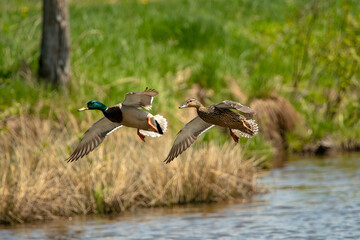 mallards flying over a pond