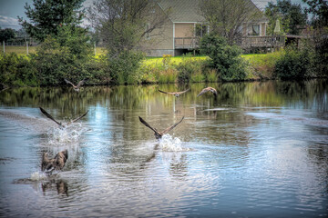 geese in pond flying