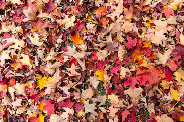 Red and Orange Autumn Leaves on the Ground Background